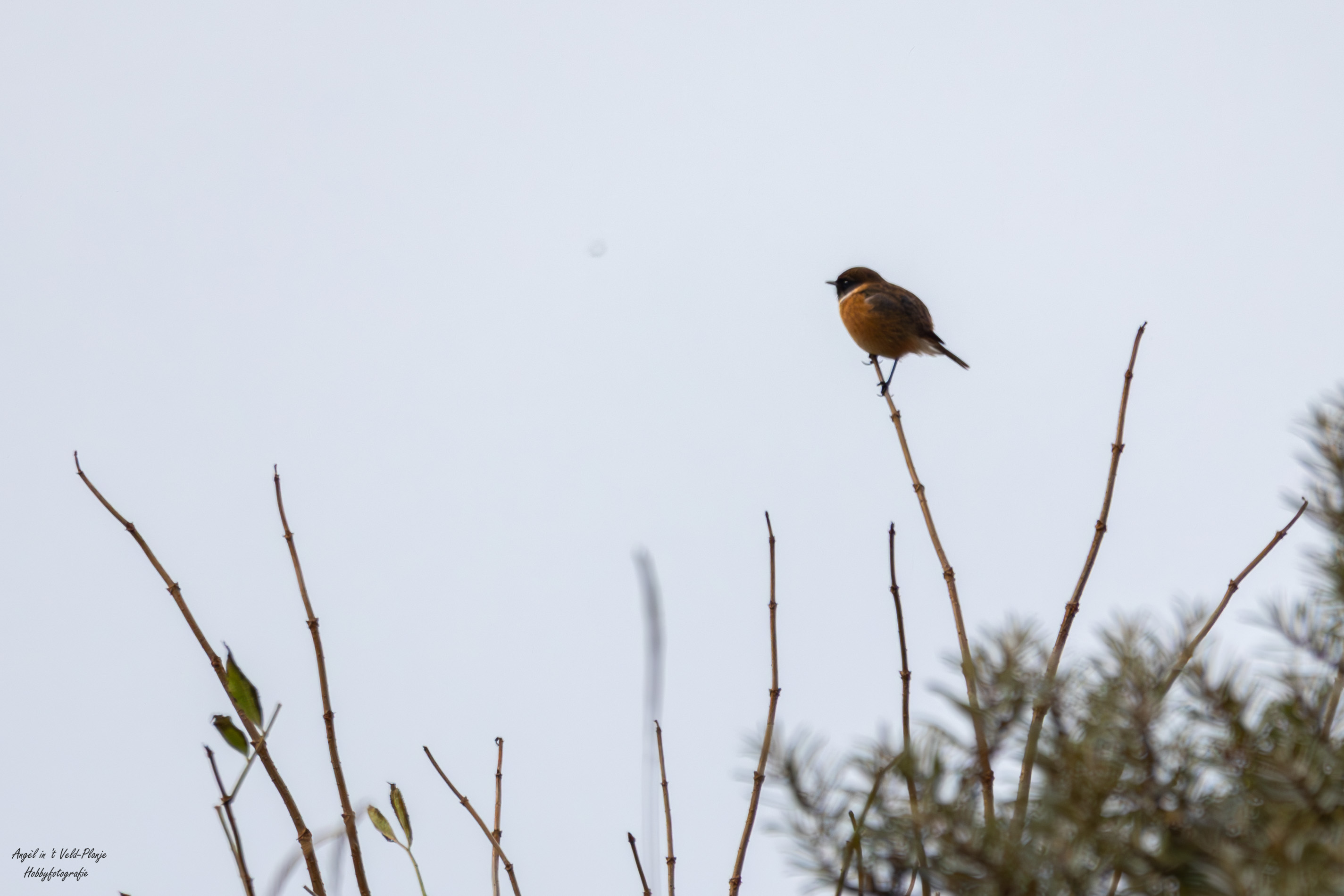 Roodborsttapuit (Meijendel). Foto van Angel In T Veld.
Mooi op kleur